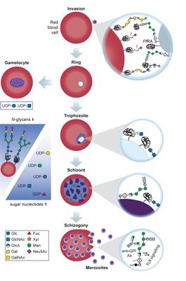 Unveiling the Sugary Secrets of Plasmodium Parasites